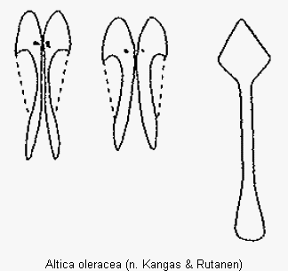 ALTICA OLERACEA