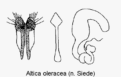 ALTICA OLERACEA
