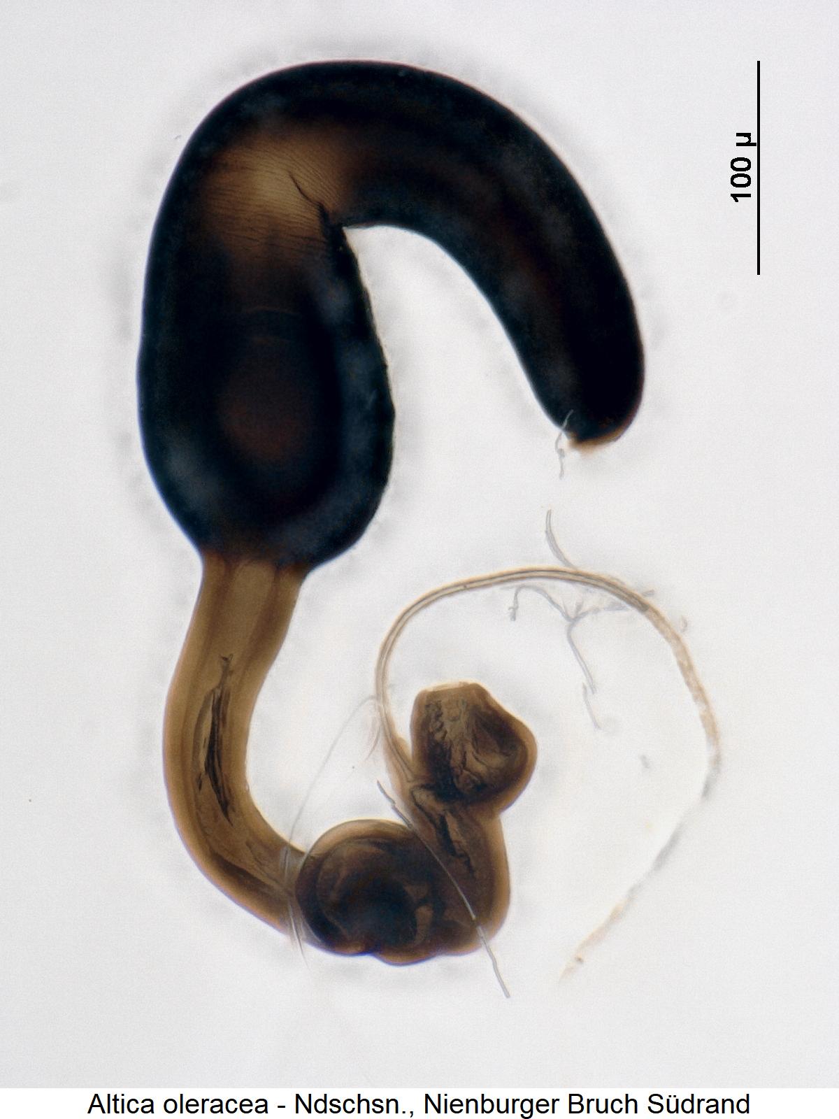 ALTICA OLERACEA