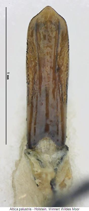 ALTICA PALUSTRIS