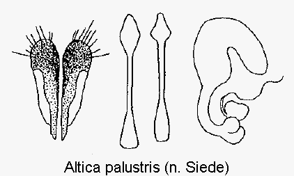 ALTICA PALUSTRIS