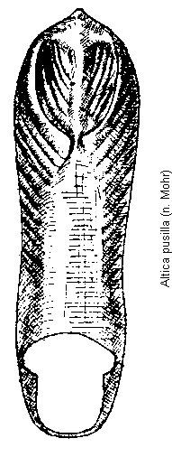 ALTICA PUSILLA