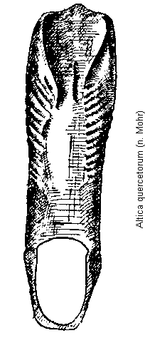 ALTICA QUERCETORUM