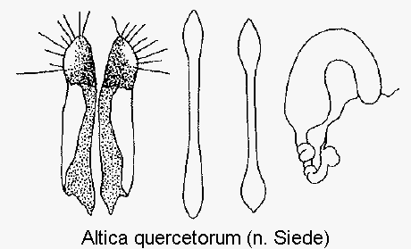 ALTICA QUERCETORUM
