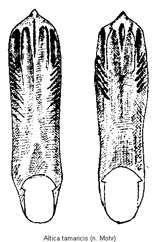 ALTICA TAMARICIS