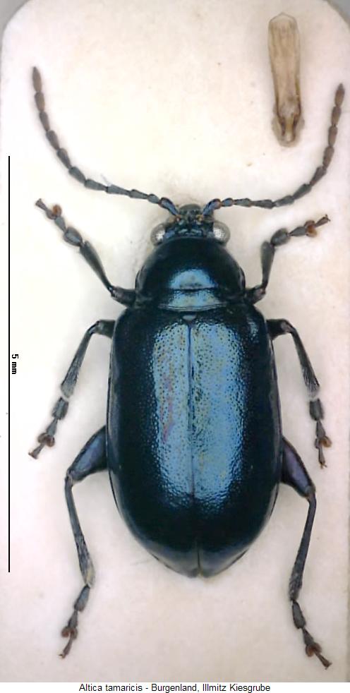 ALTICA TAMARICIS