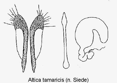 ALTICA TAMARICIS