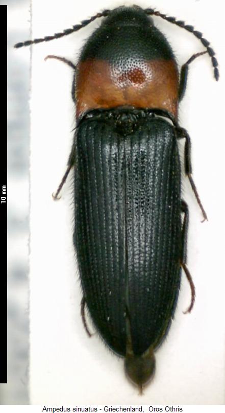 AMPEDUS SINUATUS