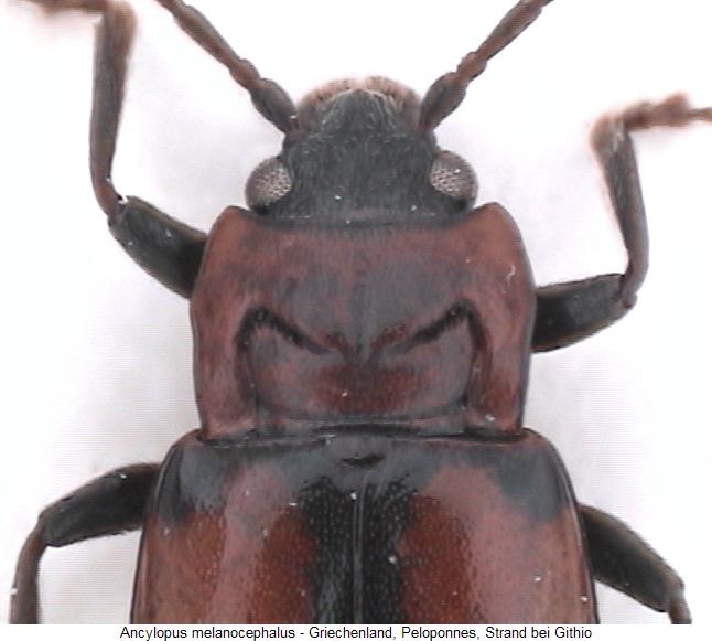 ANCYLOPUS MELANOCEPHALUS