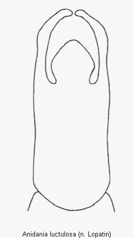 ANIDANIA LUCTULOSA.GIF