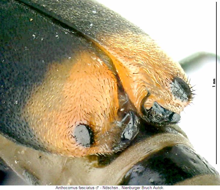 ANTHOCOMUS FASCIATUS