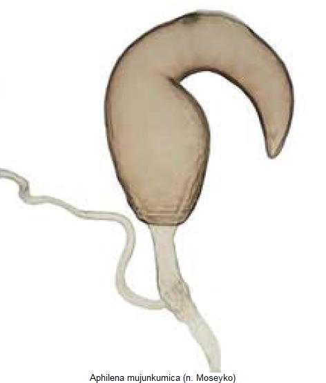 APHILENA MUJUNKUMICA