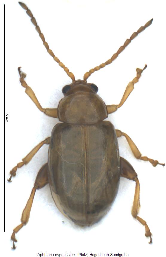APHTHONA CYPARISSIAE