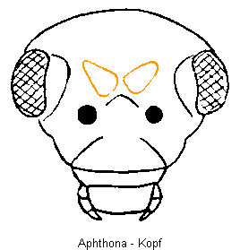 APHTHONA K