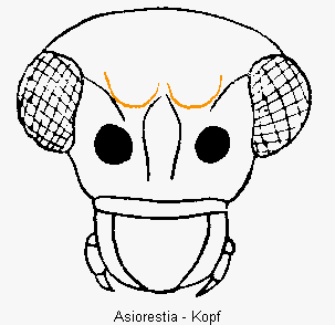 ASIORESTIA K
