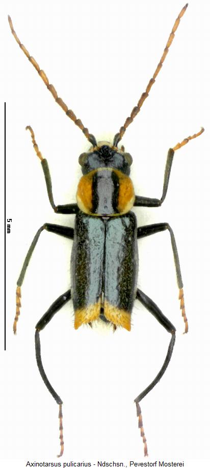 AXINOTARSUS PULICARIUS