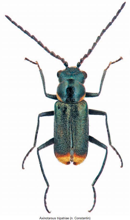 AXINOTARSUS TRIPATRIAE
