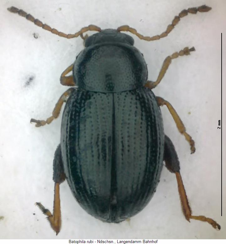 BATOPHILA RUBI