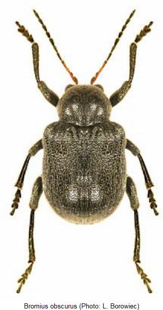 BROMIUS OBSCURUS.JPG