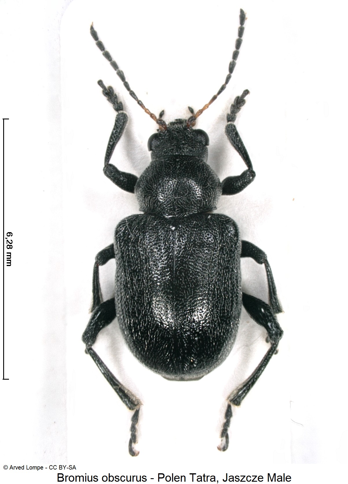 BROMIUS OBSCURUS