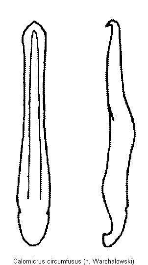 CALOMICRUS CIRCUMFUSUS