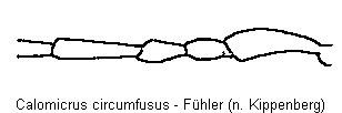 CALOMICRUS CIRCUMFUSUS