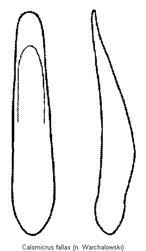 CALOMICRUS FALLAX.GIF