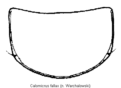 CALOMICRUS FALLAX