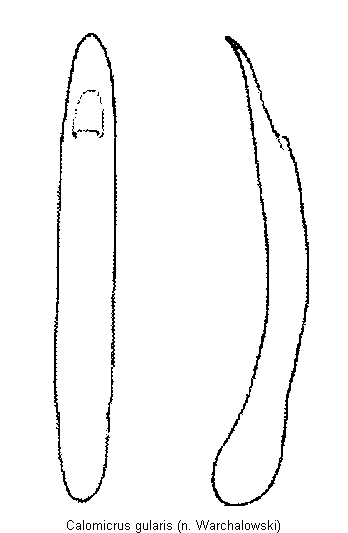 CALOMICRUS GULARIS
