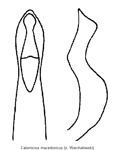 CALOMICRUS MACEDONICUS.GIF