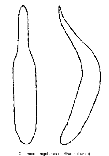 CALOMICRUS NIGRITARSIS.GIF