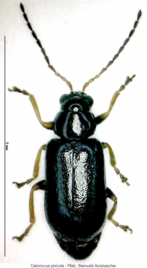 CALOMICRUS PINICOLA