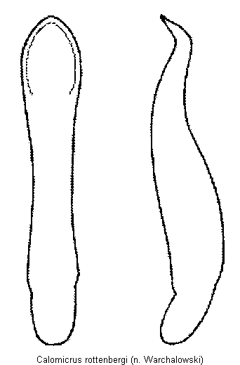 CALOMICRUS ROTTENBERGI