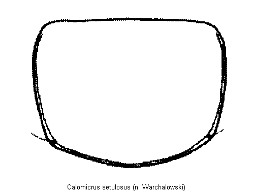 CALOMICRUS SETULOSUS