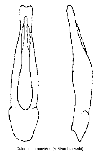 CALOMICRUS SORDIDUS