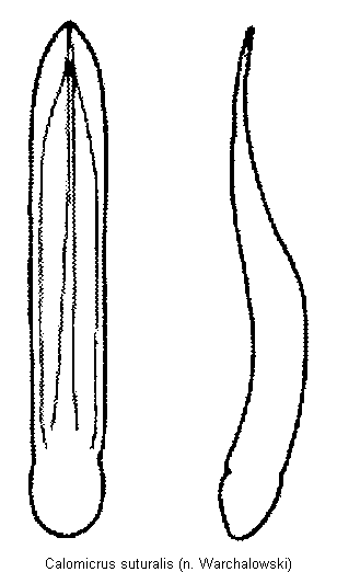 CALOMICRUS SUTURALIS