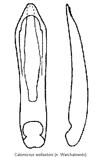 CALOMICRUS WOLLASTONI.GIF