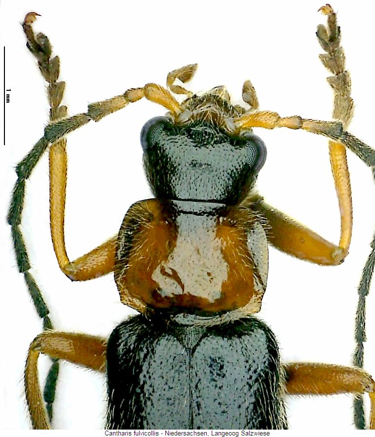 CANTHARIS FULVICOLLIS