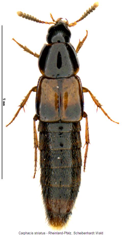 CARPHACIS STRIATUS