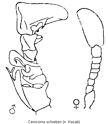 CEROCOMA SCHREBERI