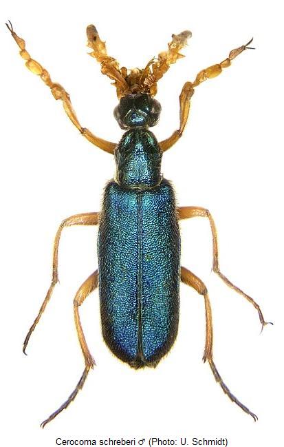 CEROCOMA SCHREBERI