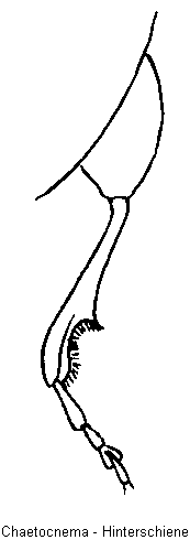 CHAETOCNEMA HSCHN