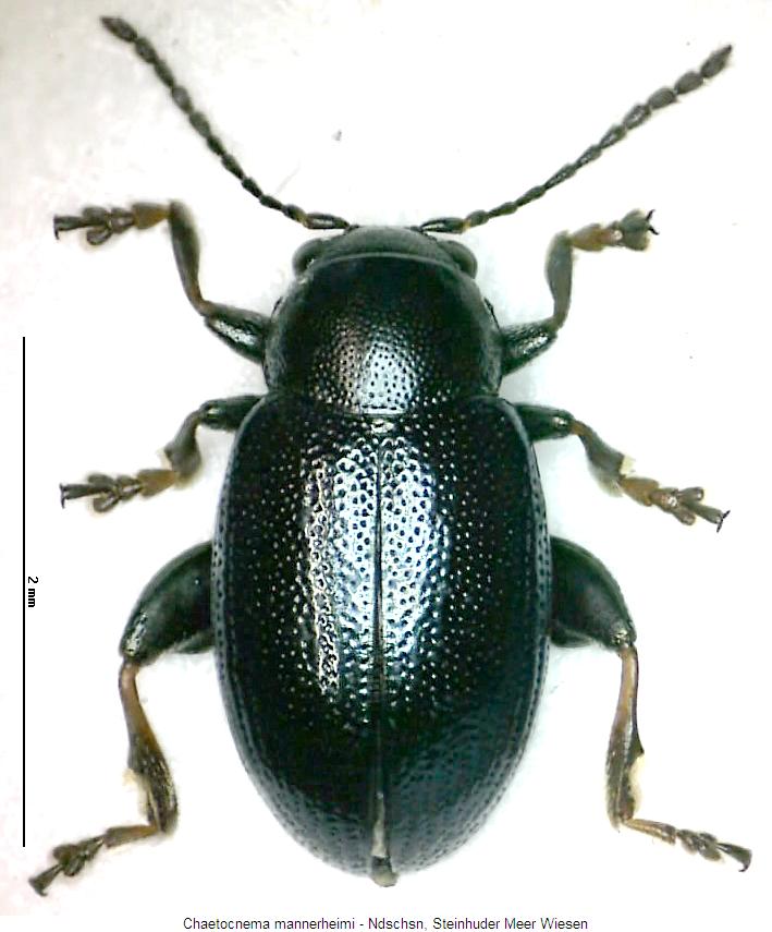 CHAETOCNEMA MANNERHEIMI