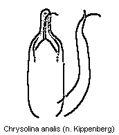 CHRYSOLINA ANALIS