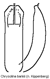 CHRYSOLINA BANKII