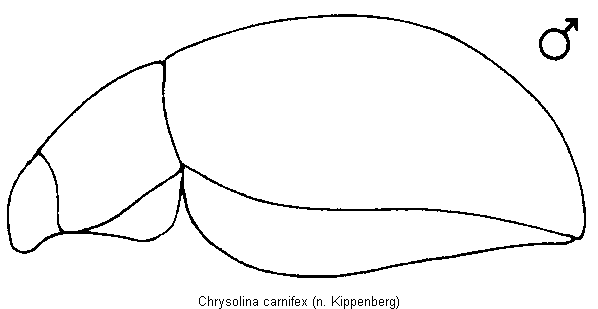 CHRYSOLINA CARNIFEX