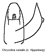 CHRYSOLINA CEREALIS