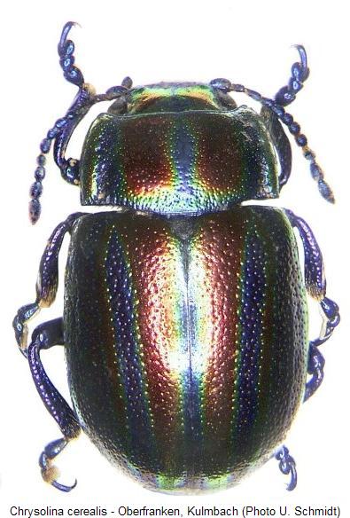 CHRYSOLINA CEREALIS.JPG