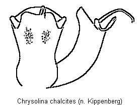 CHRYSOLINA CHALCITES