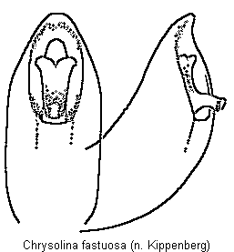 CHRYSOLINA FASTUOSA